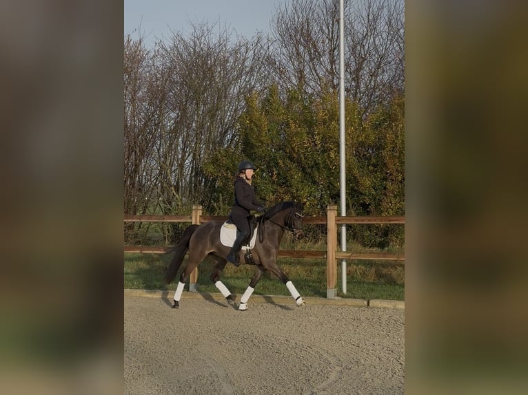 Deutsches Reitpony Wallach 3 Jahre 146 cm Schwarzbrauner in Emlichheim