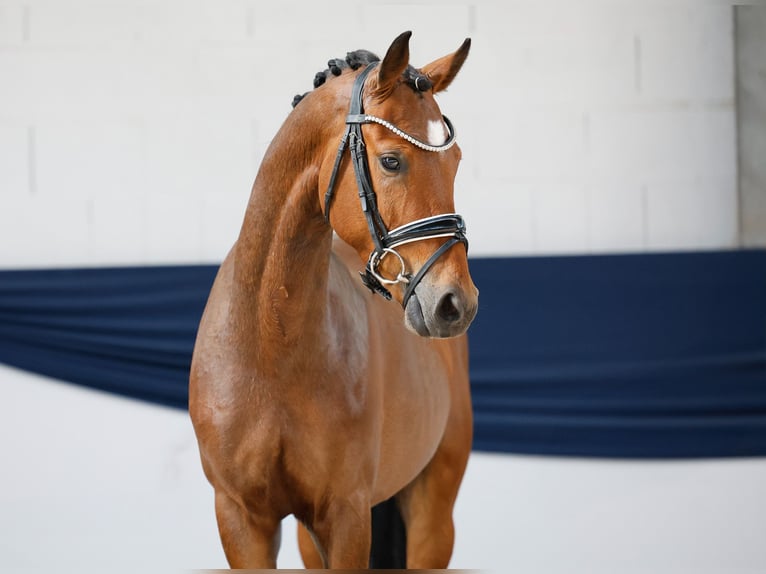 Deutsches Reitpony Wallach 3 Jahre 147 cm Brauner in Marsberg