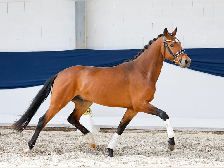 Deutsches Reitpony Wallach 3 Jahre 147 cm Brauner in Marsberg
