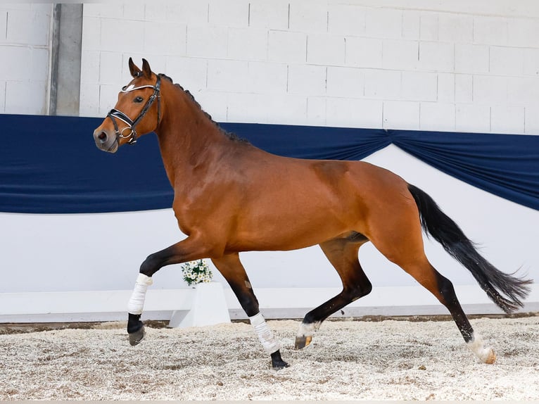 Deutsches Reitpony Wallach 3 Jahre 147 cm Brauner in Marsberg