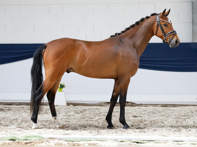 Deutsches Reitpony Wallach 3 Jahre 147 cm Brauner in Marsberg