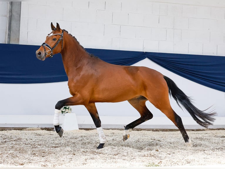 Deutsches Reitpony Wallach 3 Jahre 147 cm Brauner in Marsberg