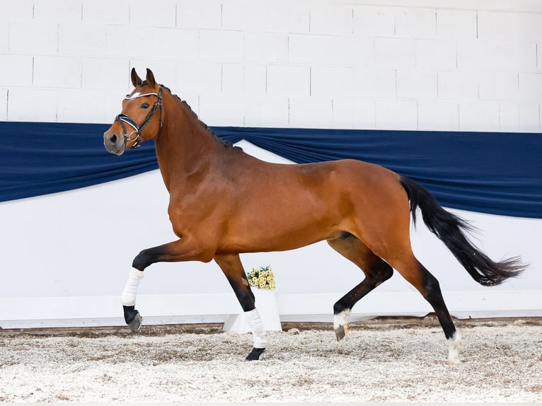 Deutsches Reitpony Wallach 3 Jahre 147 cm Brauner in Marsberg