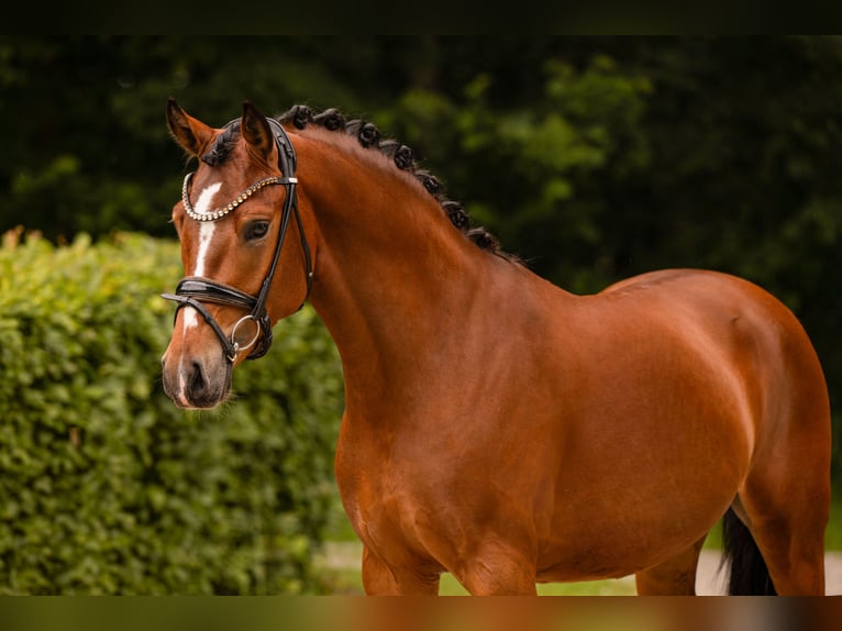 Deutsches Reitpony Wallach 3 Jahre 147 cm Brauner in Wehringen