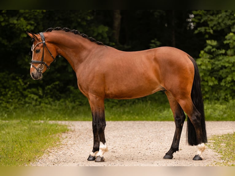 Deutsches Reitpony Wallach 3 Jahre 147 cm Brauner in Wehringen