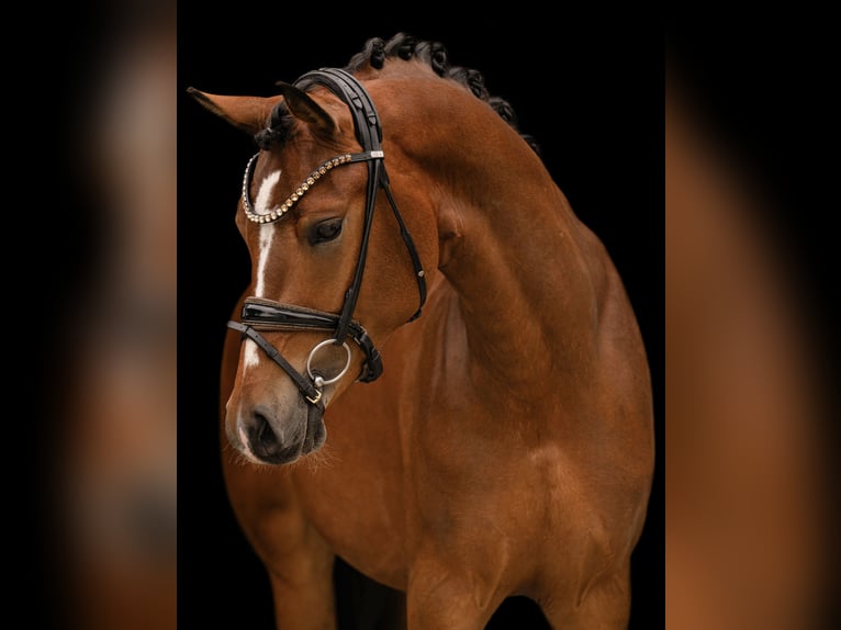 Deutsches Reitpony Wallach 3 Jahre 147 cm Brauner in Wehringen