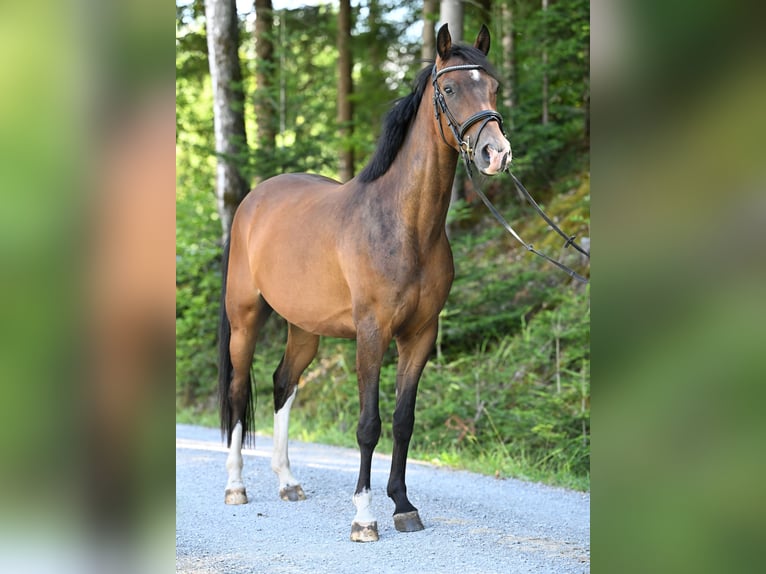 Deutsches Reitpony Wallach 3 Jahre 147 cm Brauner in Gschwend