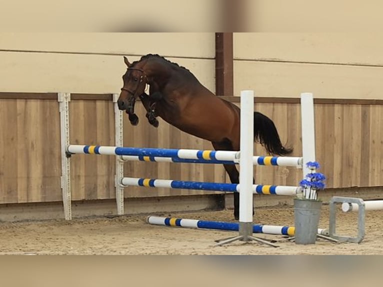 Deutsches Reitpony Wallach 3 Jahre 147 cm Brauner in Oost West en Middelbeers