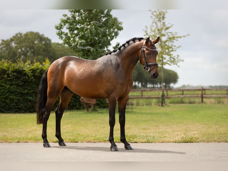 Deutsches Reitpony Wallach 3 Jahre 147 cm Brauner in Oost West en Middelbeers