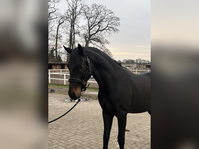 Deutsches Reitpony Wallach 3 Jahre 147 cm Brauner in Kilchberg ZH
