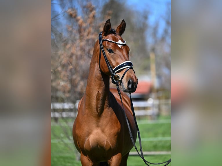 Deutsches Reitpony Wallach 3 Jahre 147 cm Brauner in Weilheim