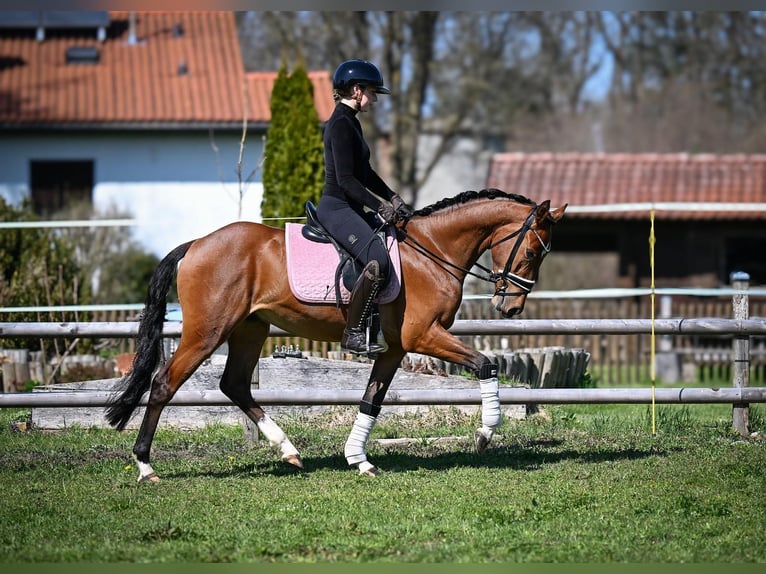 Deutsches Reitpony Wallach 3 Jahre 147 cm Brauner in Weilheim