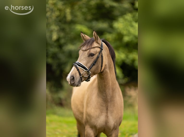 Deutsches Reitpony Wallach 3 Jahre 147 cm Buckskin in Großenkneten