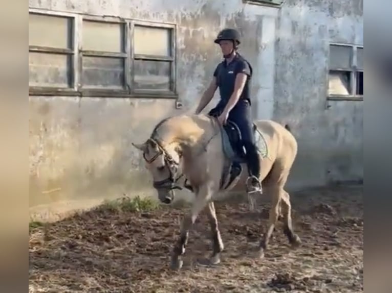 Deutsches Reitpony Wallach 3 Jahre 147 cm Buckskin in Lindlar