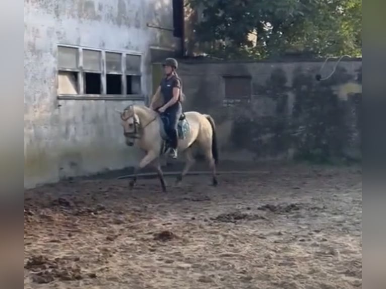 Deutsches Reitpony Wallach 3 Jahre 147 cm Buckskin in Lindlar