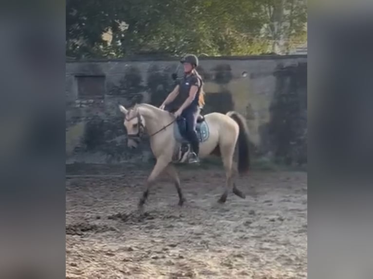 Deutsches Reitpony Wallach 3 Jahre 147 cm Buckskin in Lindlar