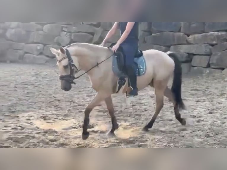 Deutsches Reitpony Wallach 3 Jahre 147 cm Buckskin in Lindlar