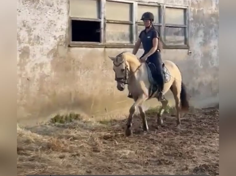 Deutsches Reitpony Wallach 3 Jahre 147 cm Buckskin in Lindlar