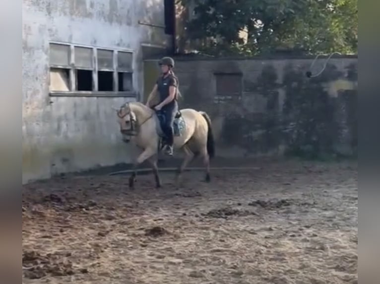 Deutsches Reitpony Wallach 3 Jahre 147 cm Buckskin in Lindlar