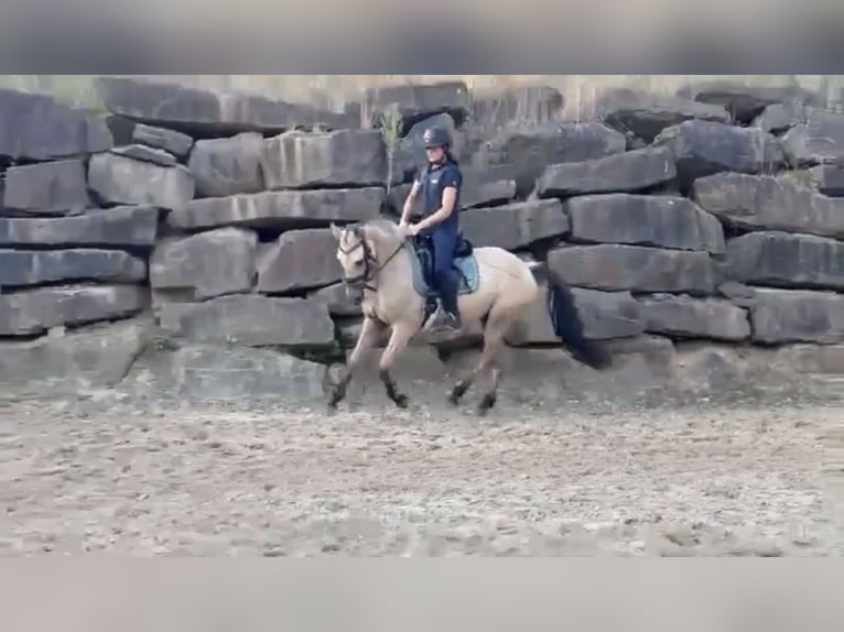 Deutsches Reitpony Wallach 3 Jahre 147 cm Buckskin in Lindlar