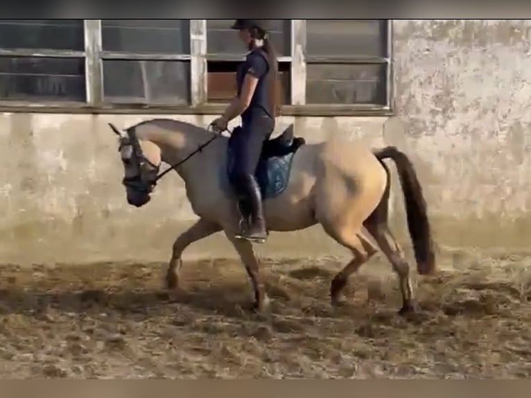 Deutsches Reitpony Wallach 3 Jahre 147 cm Buckskin in Lindlar