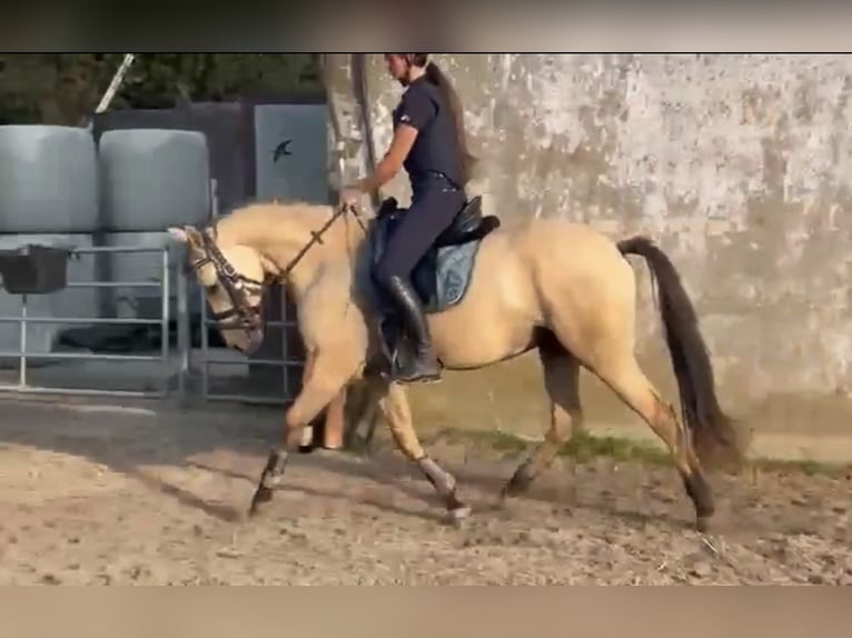 Deutsches Reitpony Wallach 3 Jahre 147 cm Buckskin in Lindlar