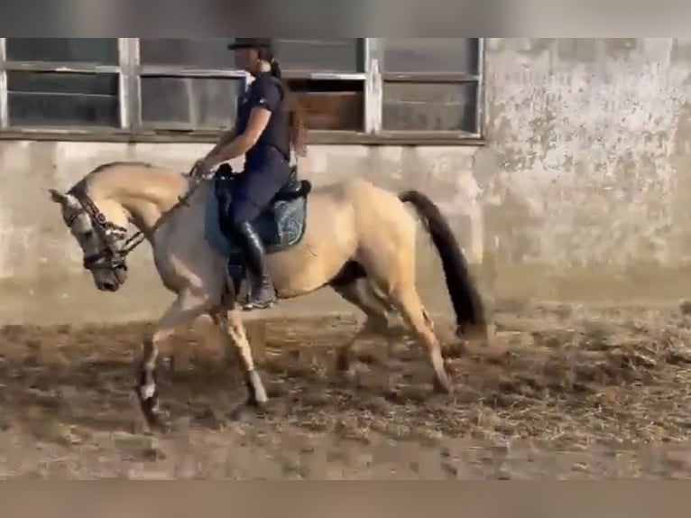 Deutsches Reitpony Wallach 3 Jahre 147 cm Buckskin in Lindlar