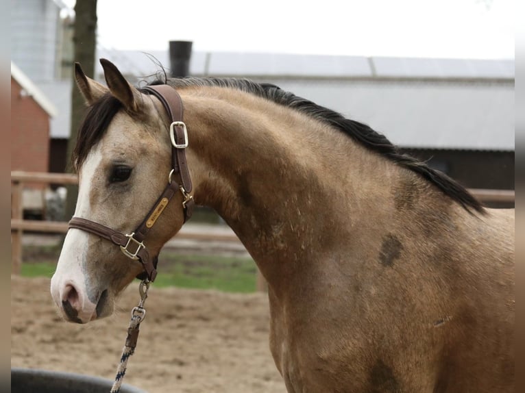 Deutsches Reitpony Wallach 3 Jahre 147 Cm Buckskin In Aalten