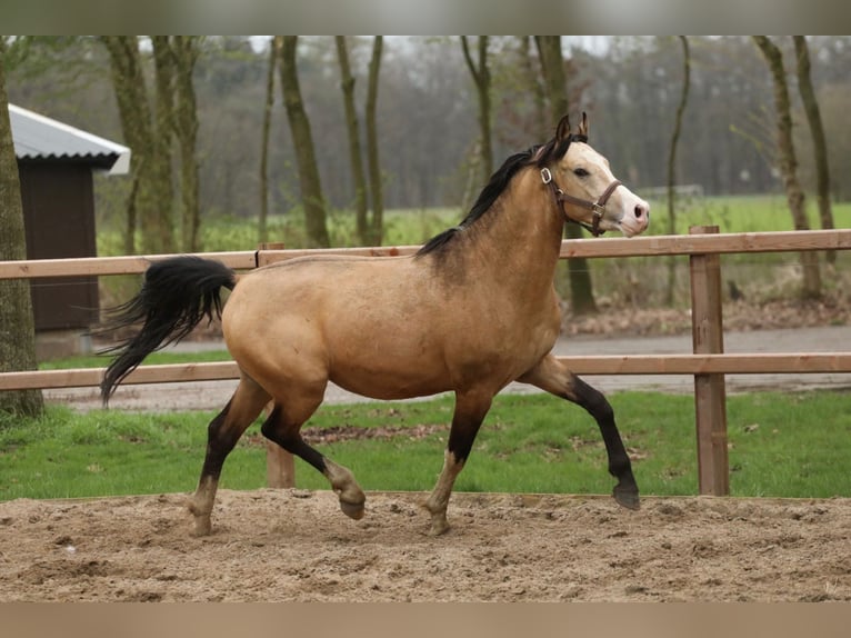 Deutsches Reitpony Wallach 3 Jahre 147 Cm Buckskin In Aalten