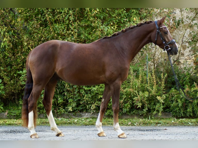 Deutsches Reitpony Wallach 3 Jahre 147 cm Dunkelfuchs in Rosdorf