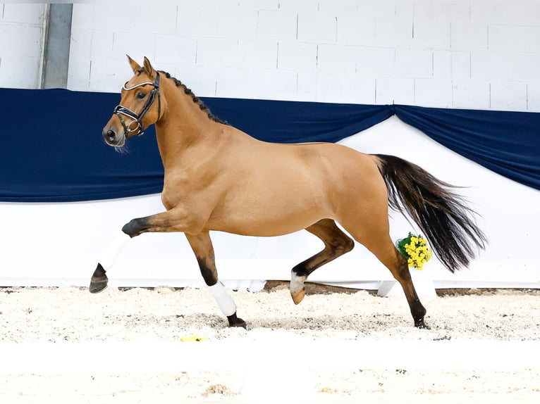 Deutsches Reitpony Wallach 3 Jahre 147 cm Falbe in Marsberg