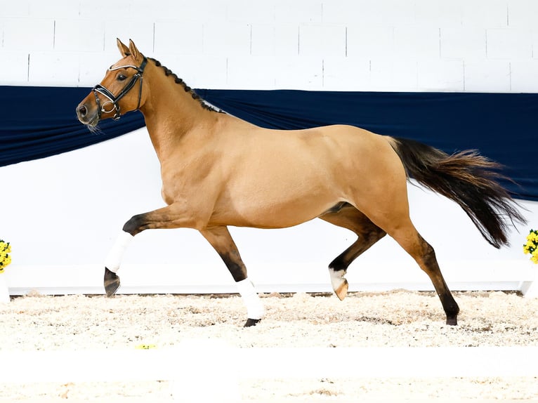 Deutsches Reitpony Wallach 3 Jahre 147 cm Falbe in Marsberg