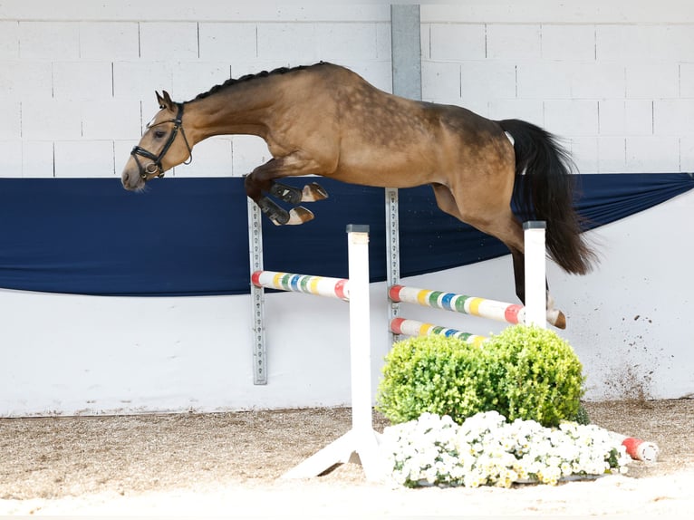 Deutsches Reitpony Wallach 3 Jahre 147 cm Falbe in Marsberg