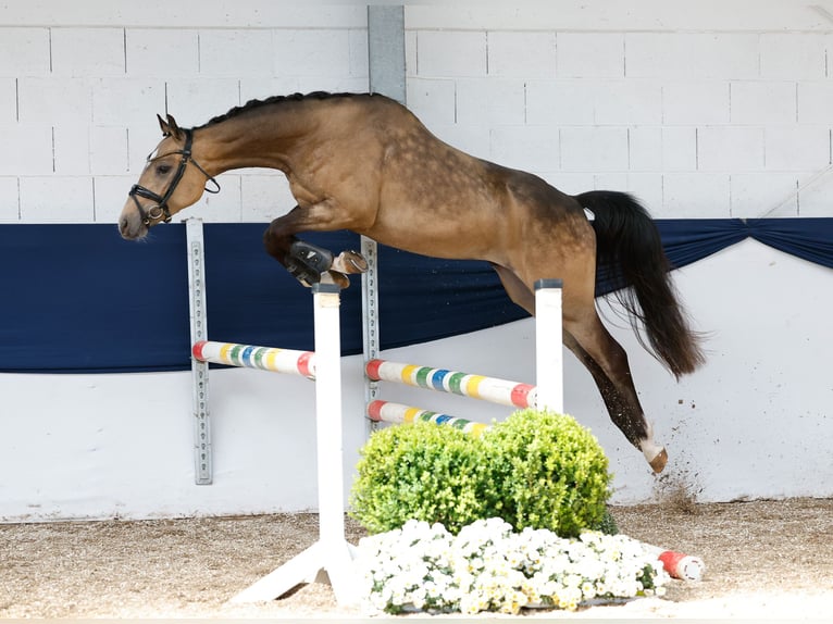 Deutsches Reitpony Wallach 3 Jahre 147 cm Falbe in Marsberg
