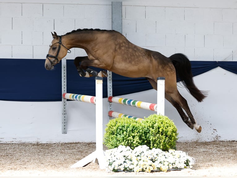 Deutsches Reitpony Wallach 3 Jahre 147 cm Falbe in Marsberg