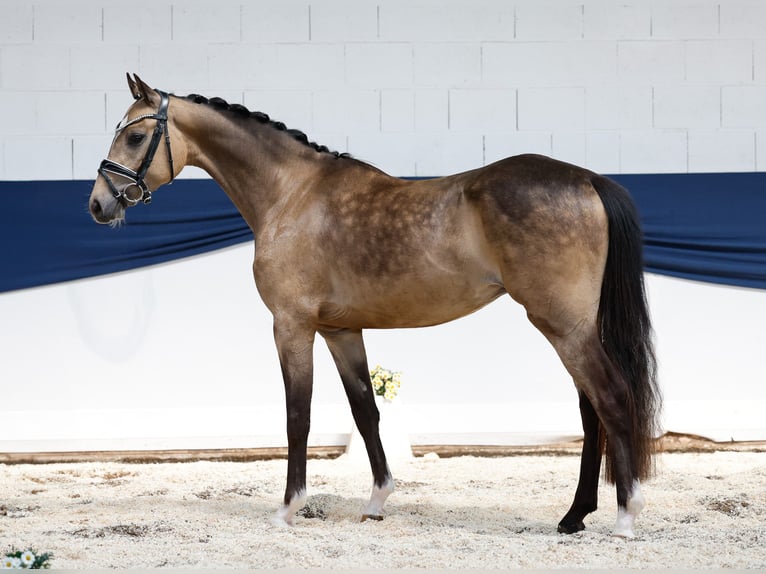 Deutsches Reitpony Wallach 3 Jahre 147 cm Falbe in Marsberg