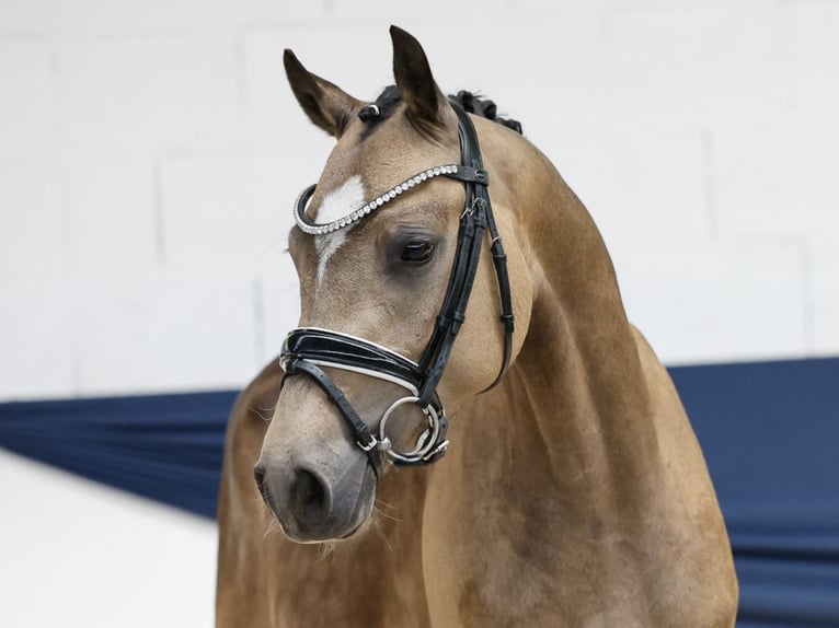 Deutsches Reitpony Wallach 3 Jahre 147 cm Falbe in Marsberg
