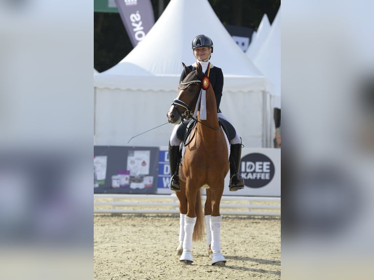 Deutsches Reitpony Wallach 3 Jahre 147 cm Fuchs in Bad Oeynhausen