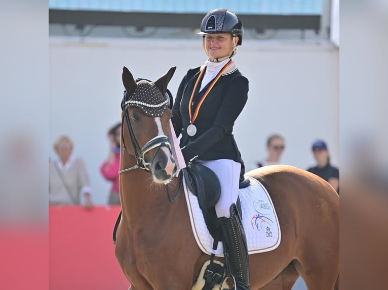 Deutsches Reitpony Wallach 3 Jahre 147 cm Fuchs in Bad Oeynhausen