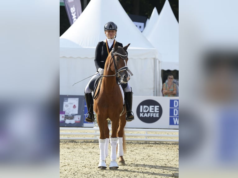 Deutsches Reitpony Wallach 3 Jahre 147 cm Fuchs in Bad Oeynhausen