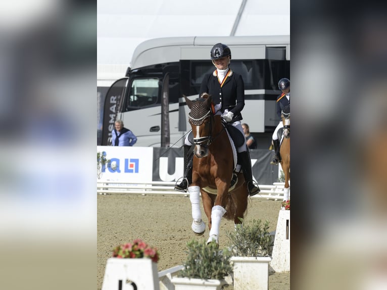 Deutsches Reitpony Wallach 3 Jahre 147 cm Fuchs in Bad Oeynhausen