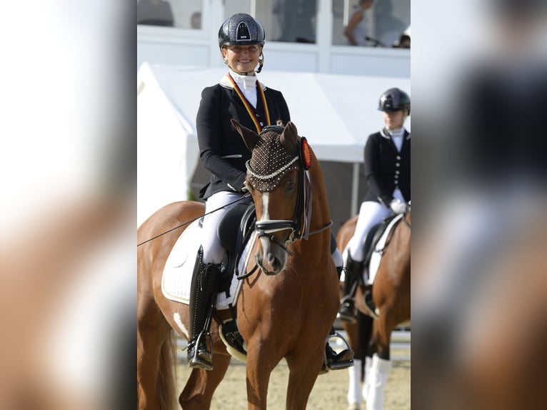 Deutsches Reitpony Wallach 3 Jahre 147 cm Fuchs in Bad Oeynhausen