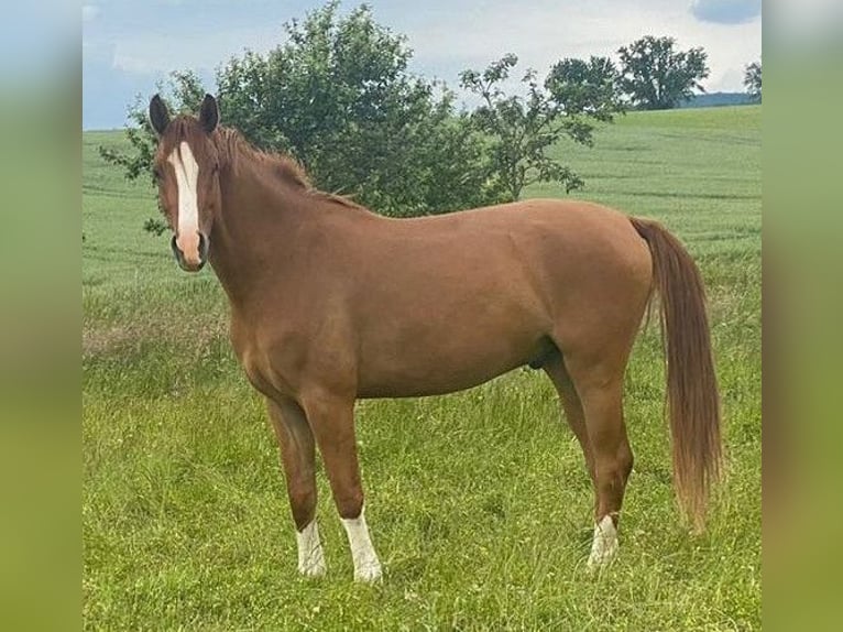 Deutsches Reitpony Wallach 3 Jahre 147 cm Fuchs in Geboth