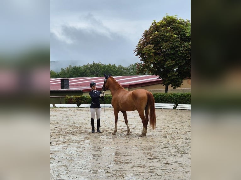 Deutsches Reitpony Wallach 3 Jahre 147 cm Fuchs in Geboth