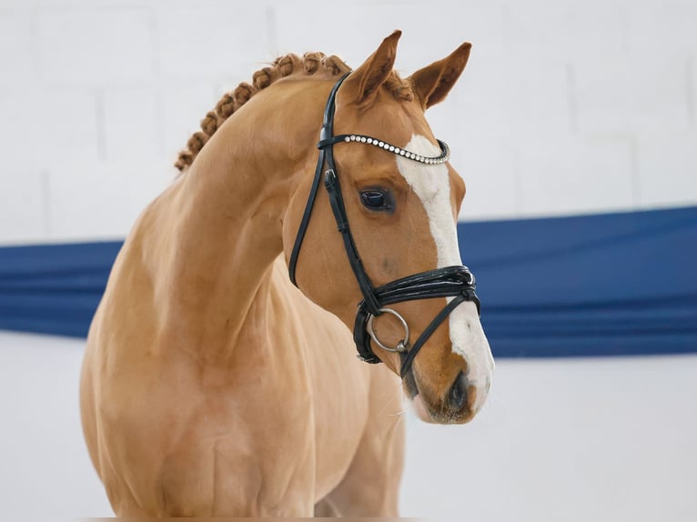 Deutsches Reitpony Wallach 3 Jahre 147 cm Fuchs in Marsberg