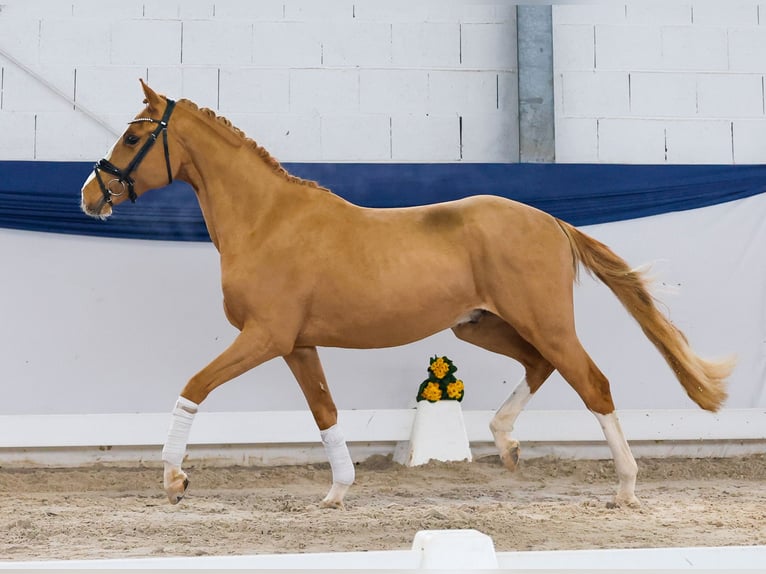 Deutsches Reitpony Wallach 3 Jahre 147 cm Fuchs in Marsberg