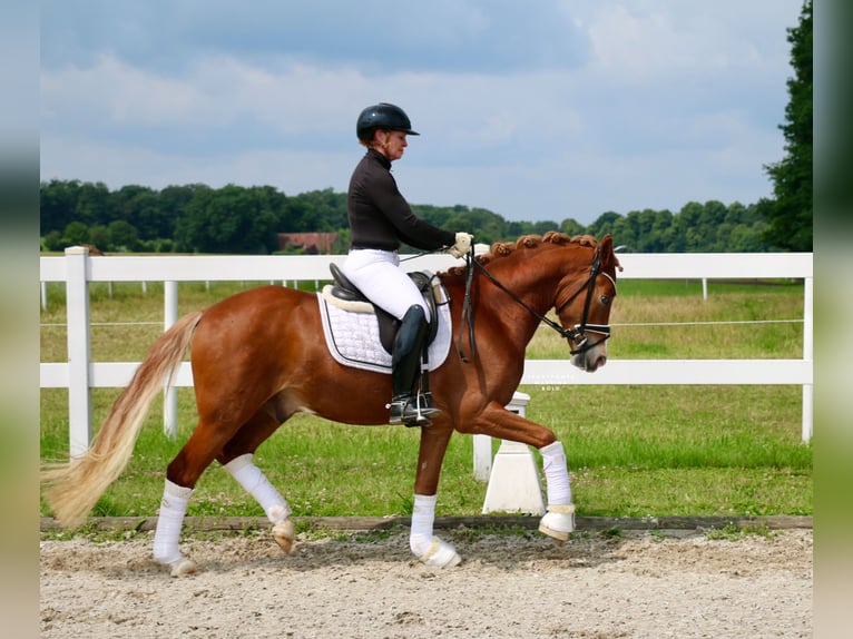 Deutsches Reitpony Wallach 3 Jahre 147 cm Fuchs in Recke, bei Osnabr&#xFC;ck