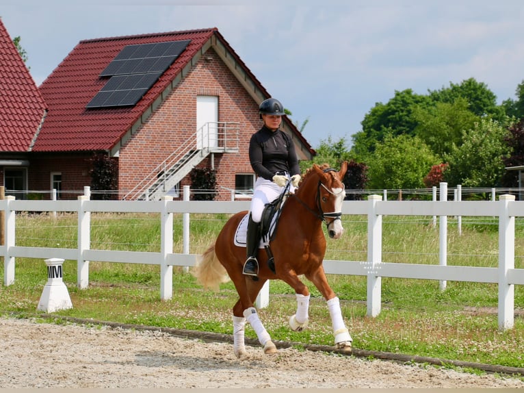 Deutsches Reitpony Wallach 3 Jahre 147 cm Fuchs in Recke, bei Osnabr&#xFC;ck