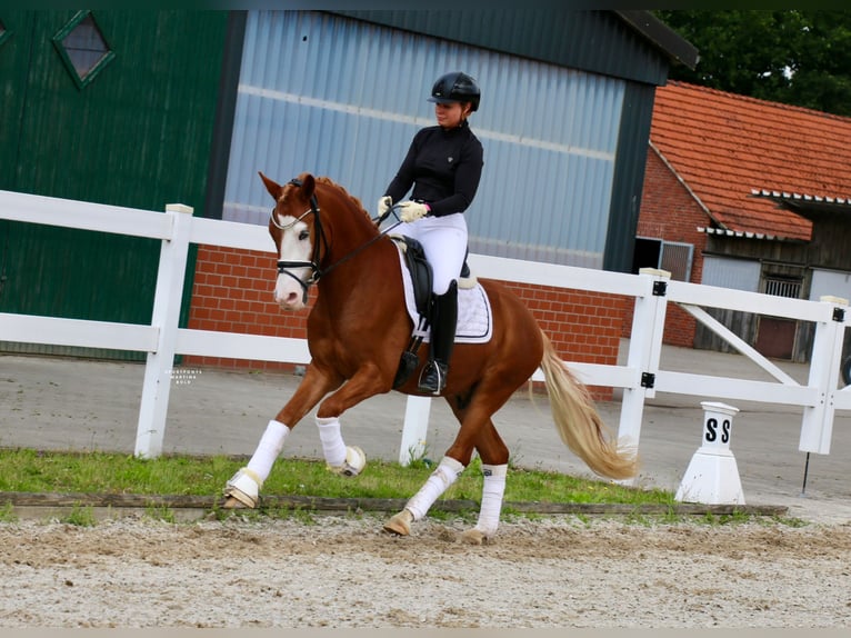 Deutsches Reitpony Wallach 3 Jahre 147 cm Fuchs in Recke, bei Osnabr&#xFC;ck