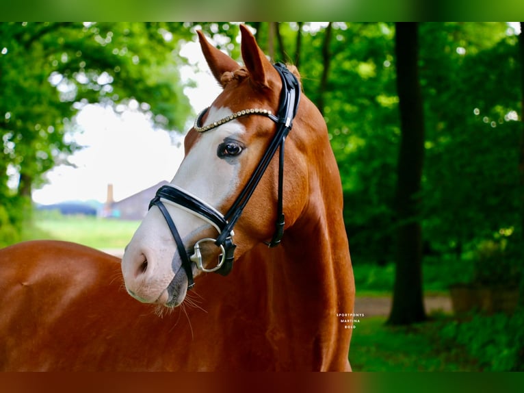 Deutsches Reitpony Wallach 3 Jahre 147 cm Fuchs in Recke, bei Osnabr&#xFC;ck